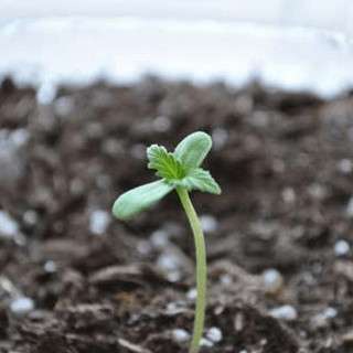 cannabis plant with seeds