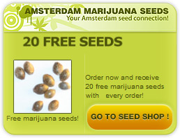 can you buy marijuana seeds