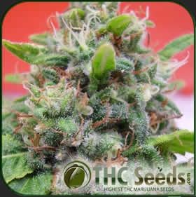 cannabis seed companies california
