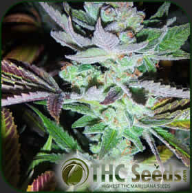 are marijuana seeds legal in spain