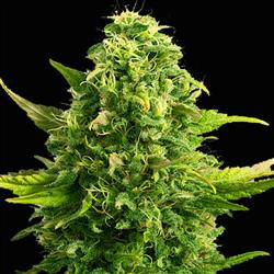 buy the best marijuana seeds online