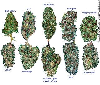 best marijuana seeds to grow outdoors uk
