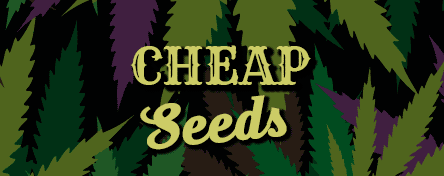 buy single female cannabis seeds