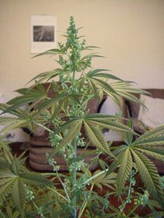cannabis seed bank uk reviews