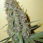 order seeds online cannabis