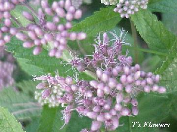 can chronic weed have seeds