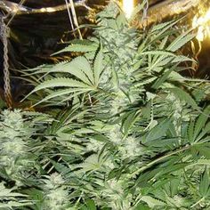 cannabis 2 plants one seed