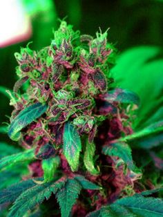 best seed cannabis