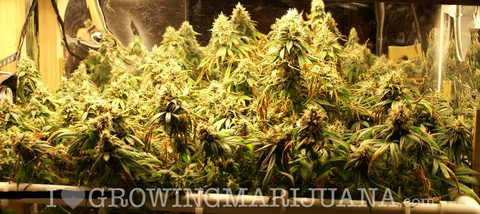 black domina weed seeds