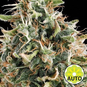 best website to buy weed seed