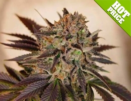best marijuana seeds to grow in australia