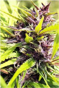 5 feminised cannabis seeds