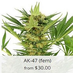 best marijuana seeds highest thc