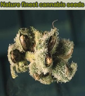 can you buy weed seeds in uk