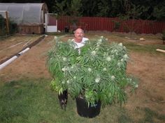 can you legally buy marijuana seeds usa