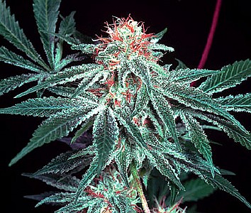 blueberry marijuana seeds nl