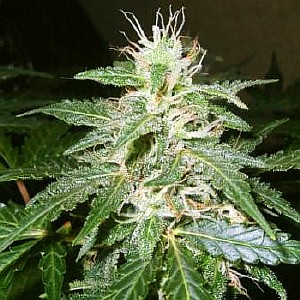 best hybrid cannabis seeds