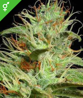 big bud xxl cannabis seeds