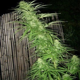 best light to start cannabis seedlings