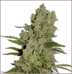 blue cheese marijuana seeds sale