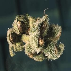 best weed world seeds