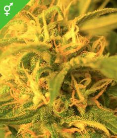 can you buy marijuana seeds in michigan