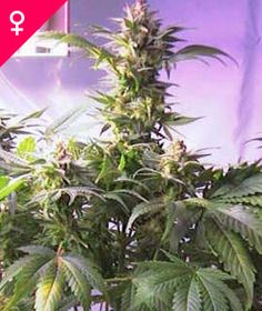 amsterdam marijuana seed