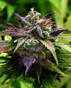 best california marijuana seeds