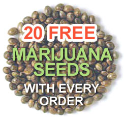 cannabis feminised seed