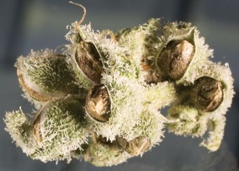 are cannabis seeds legal in california