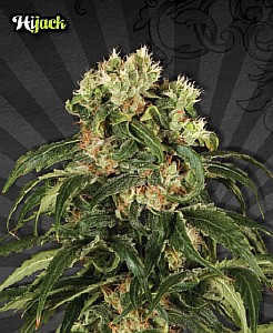 blue dot cannabis seeds