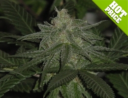 blue cheese feminised cannabis seeds