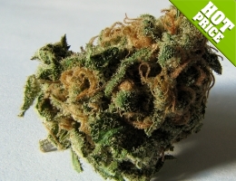 buying feminized weed seeds