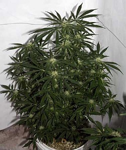 big bud cannabis seeds