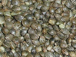 armageddon weed seeds