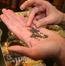 buying weed seeds in vancouver