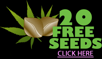 25 thc marijuana seeds