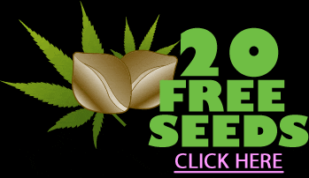 cannabis free seeds