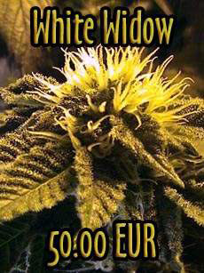 seeds online weed