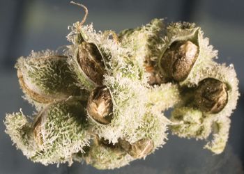 buy weed seeds online india