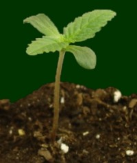 california seed company cannabis