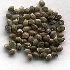 seed weed