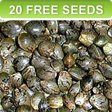 cannabis false seed pods