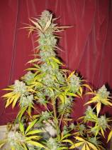 blueberry marijuana seed bank