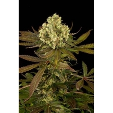 1 week old seedlings cannabis