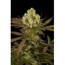 buy online weed seeds