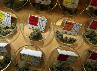 best seeds to grow cannabis