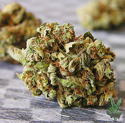 buy marijuana seeds purple kush