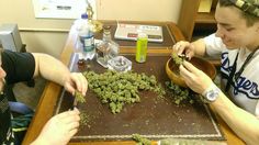 biggest yielding cannabis seeds
