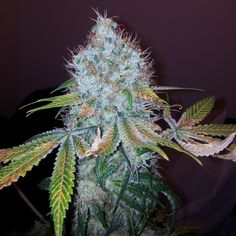 cannabis grow journal from seed